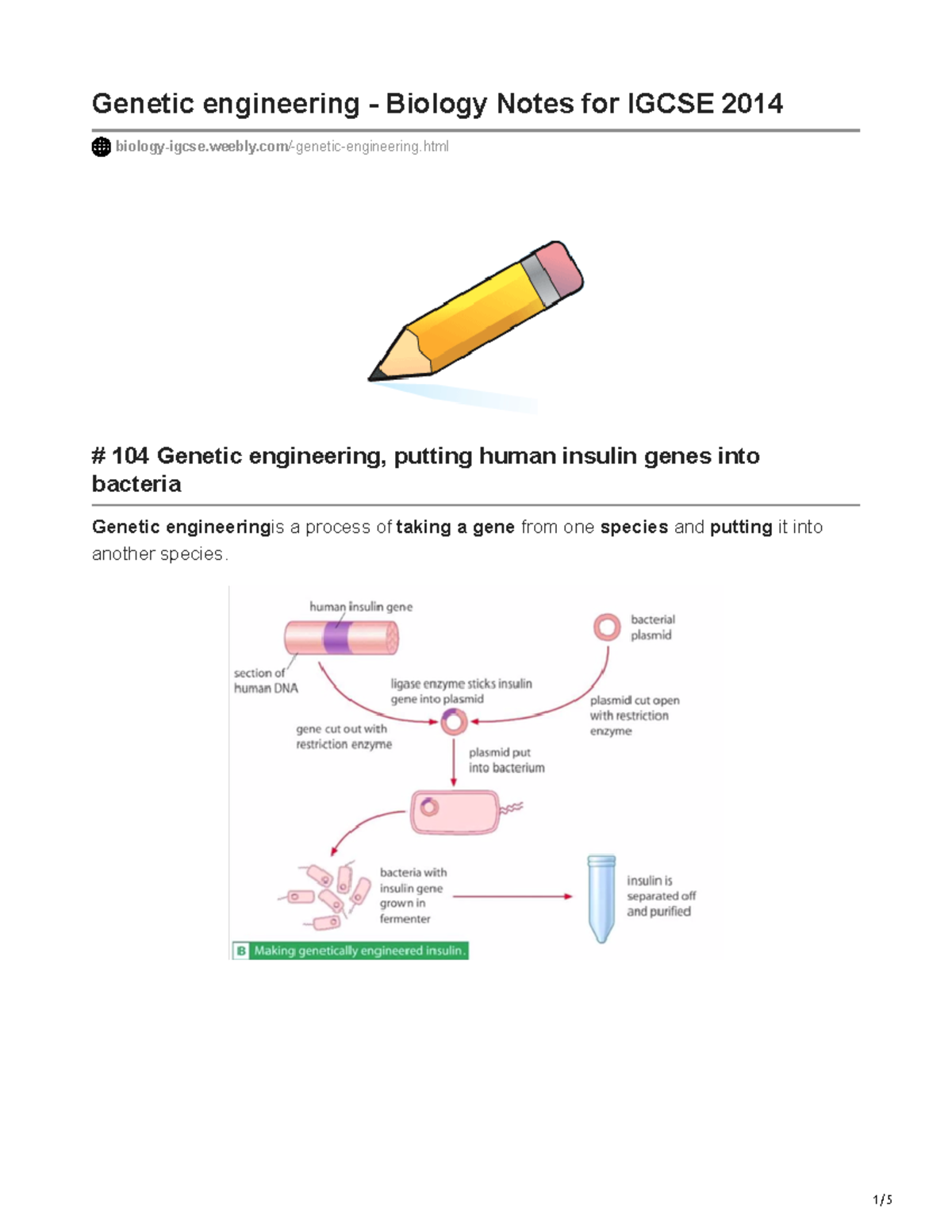 Biology-igcse.weebly.com-Genetic Engineering - Biology Notes For Igcse ...