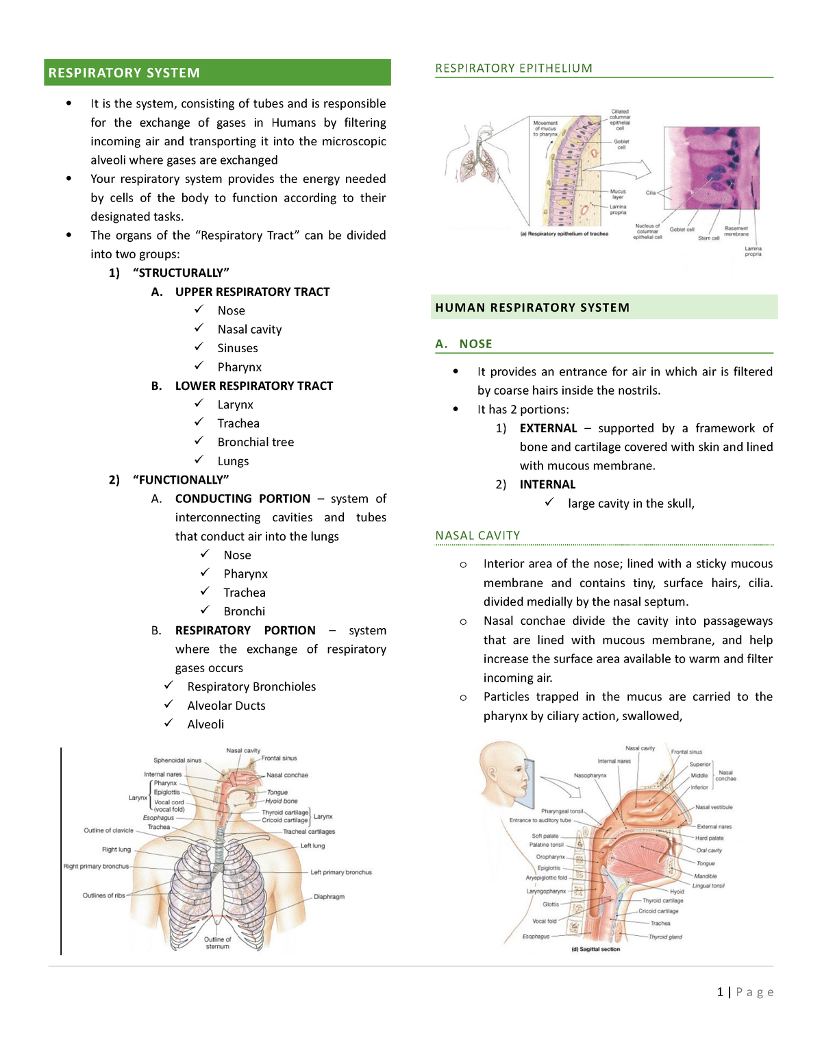 Respiratory- System - none. - RESPIRATORY SYSTEM It is the system ...