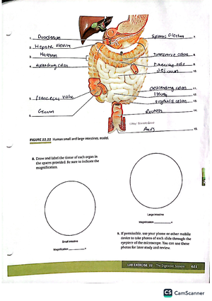 Respiratory System Test Bank - Human Anatomy & Physiology, 11e (Marieb ...