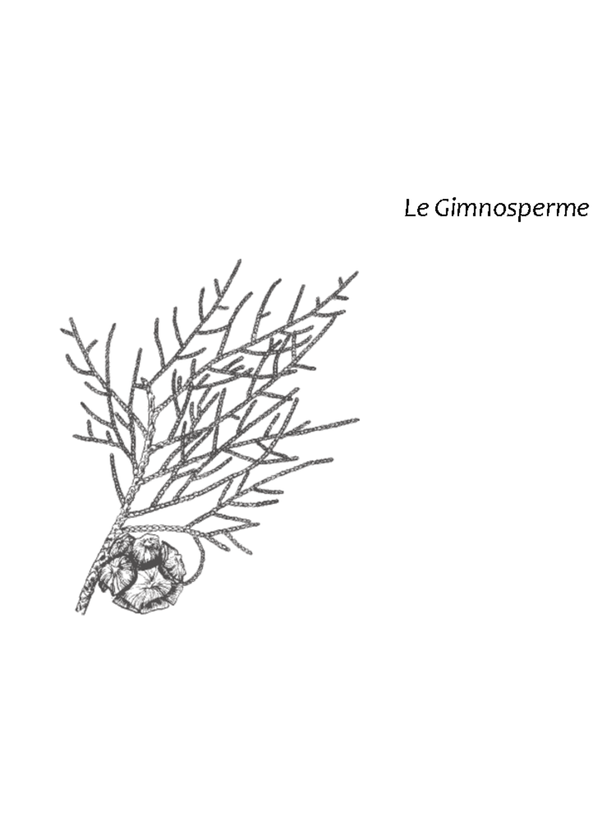 le gimnosperme breve descrizione sistematica  morfogica le