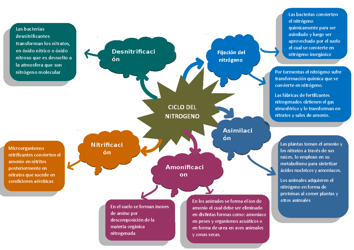 Ciclo del nitrogeno mapa mental - Las bacterias desnitrificantes  transforman los nitratos, en óxido - Studocu