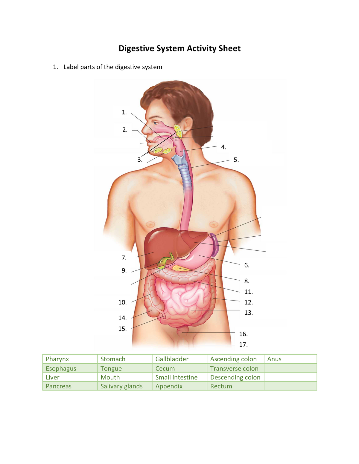 Digestive System Activity Sheet - Digestive System Activity Sheet For Digestive System Worksheet Answer Key