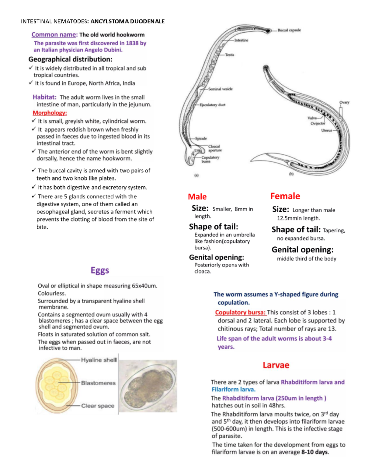 Hookworms Ancylostoma AND Necator 241113 094341 - INTESTINAL NEMATODES ...