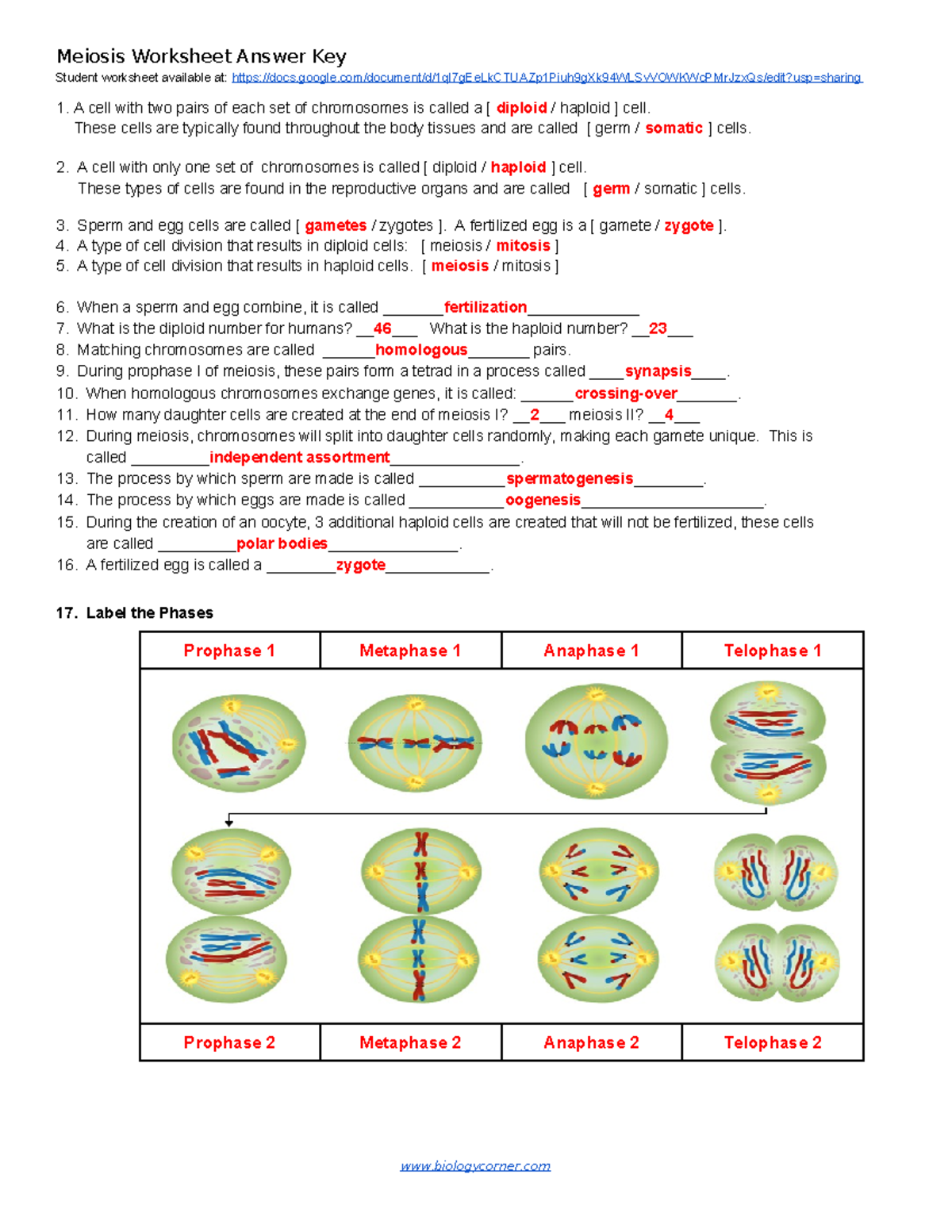 Meiosis Worksheet Key-1 - Meiosis Worksheet Answer Key 🦉 Student ...