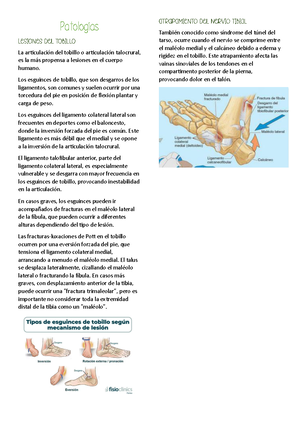 Anatomia del Aparato Urinario de Rouviere - Aparato Urinario También se ...