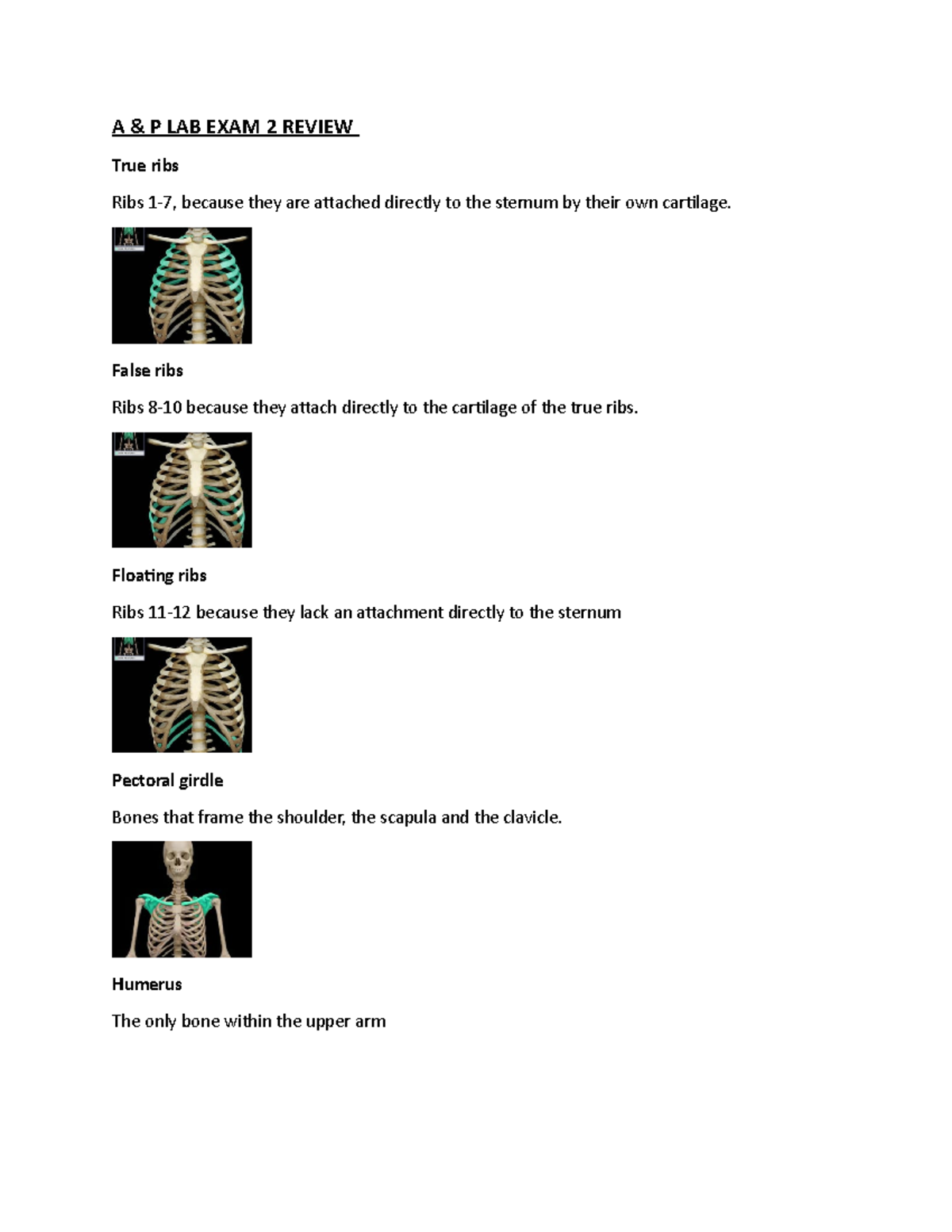 Anatomy And Physiology Lab Exam 2 - A & P LAB EXAM 2 REVIEW True Ribs ...