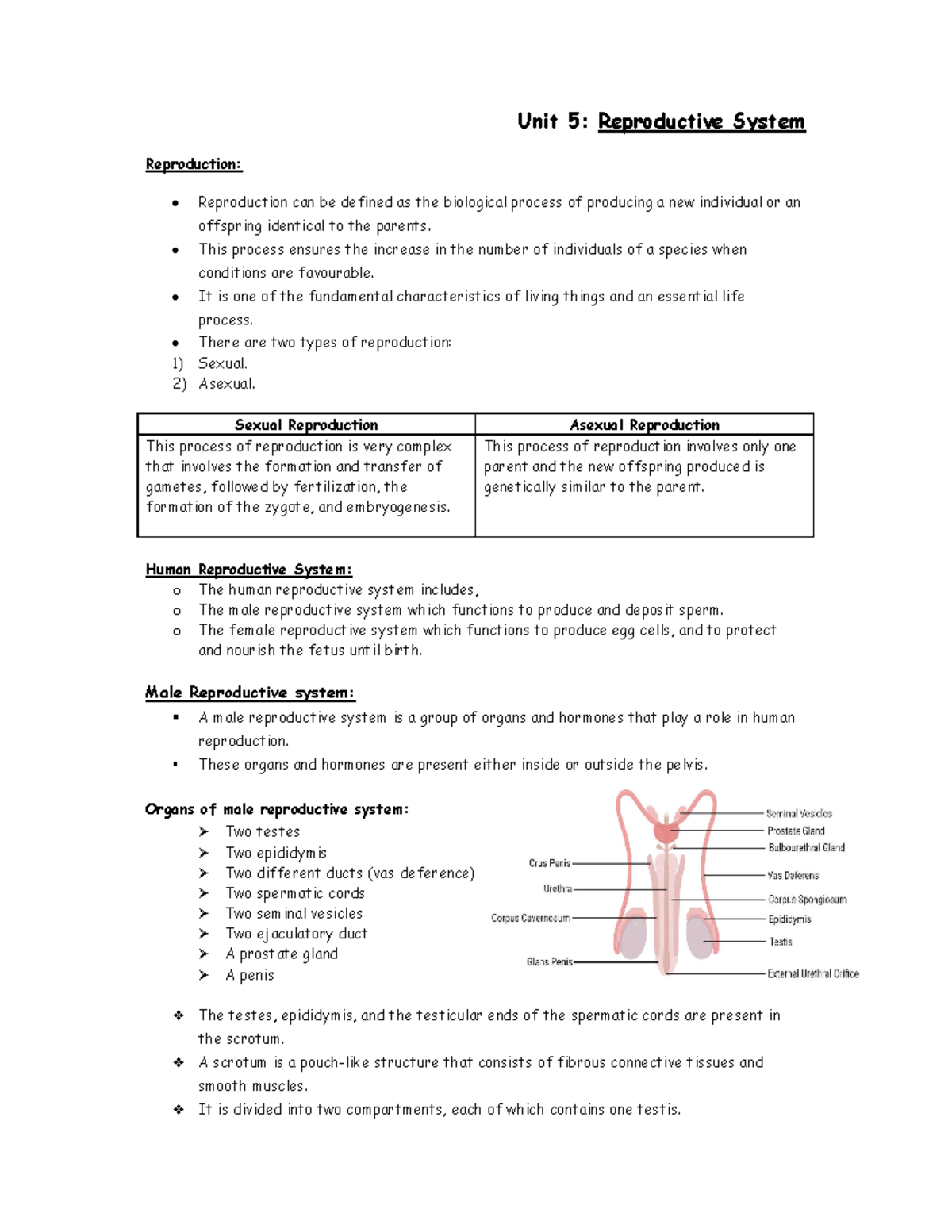 Reproductive System Unit 5 Reproductive System Reproduction Reproduction Can Be Defined As