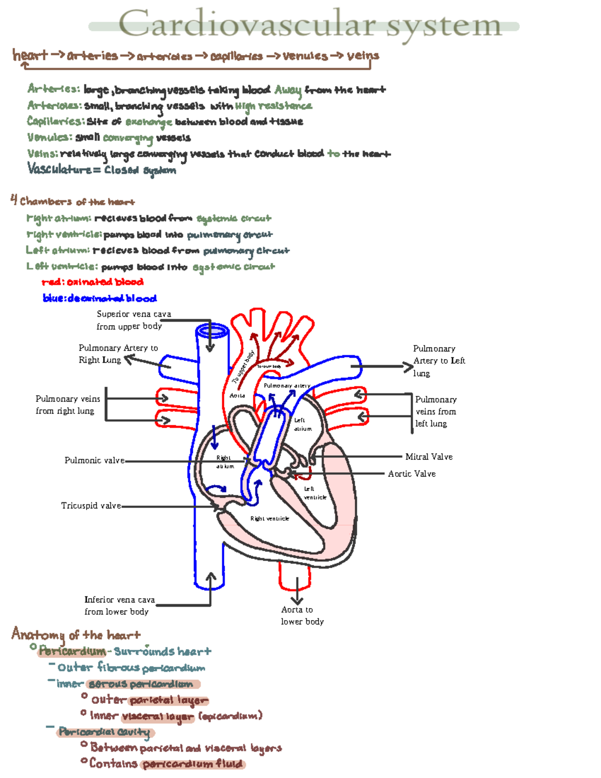 Cardiovascular System - BIO 308 - Studocu