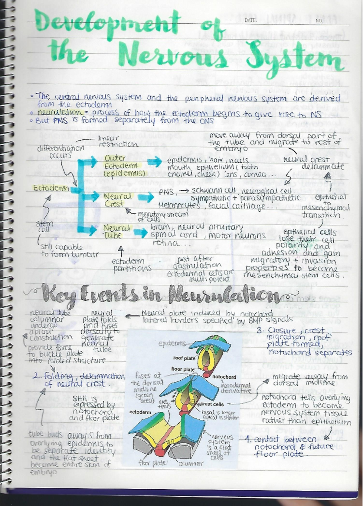 Development of nervous system note - ANAT0001 - Studocu