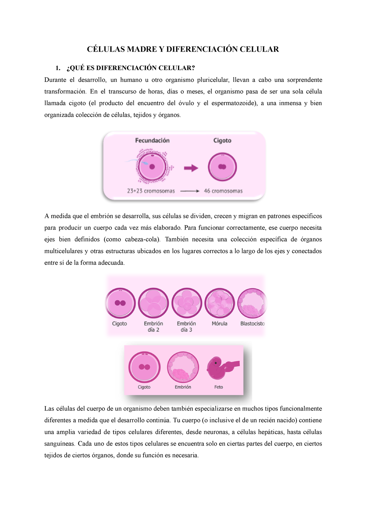 Diferenciaci N Celular Y C Lulas Madre C Lulas Madre Y Diferenciaci N