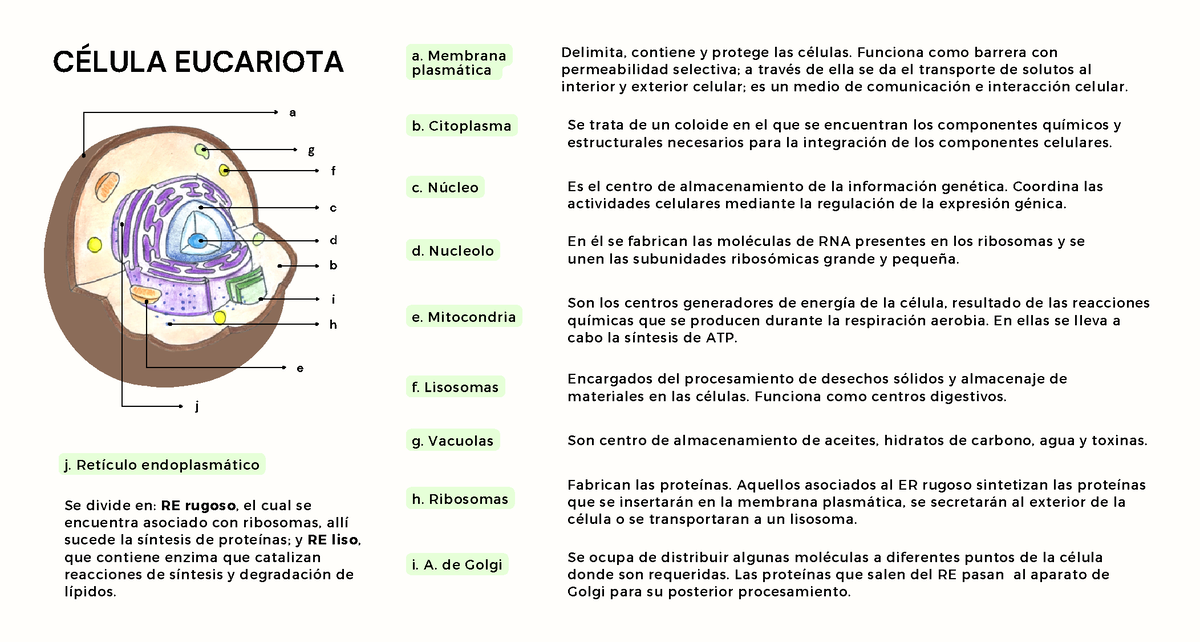 Taller Célula - Punto 1 - A B C D E F G H I J CÉLULA EUCARIOTA A ...