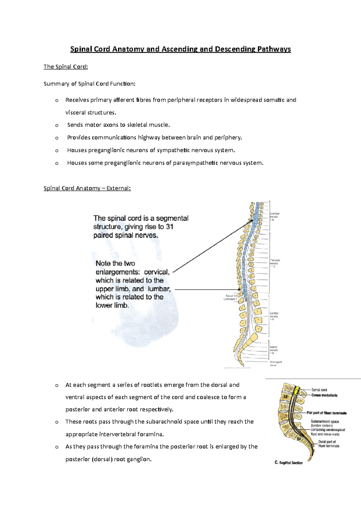 Spinal Cord Anatomy And Ascending And Descending Pathways - O Sends ...