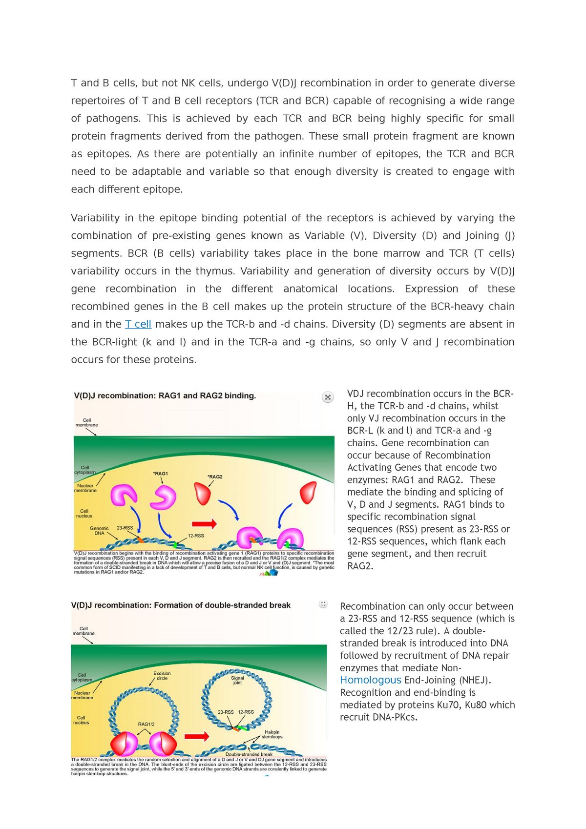 T and B cells - notes on b - T and B cells, but not NK cells, undergo V ...