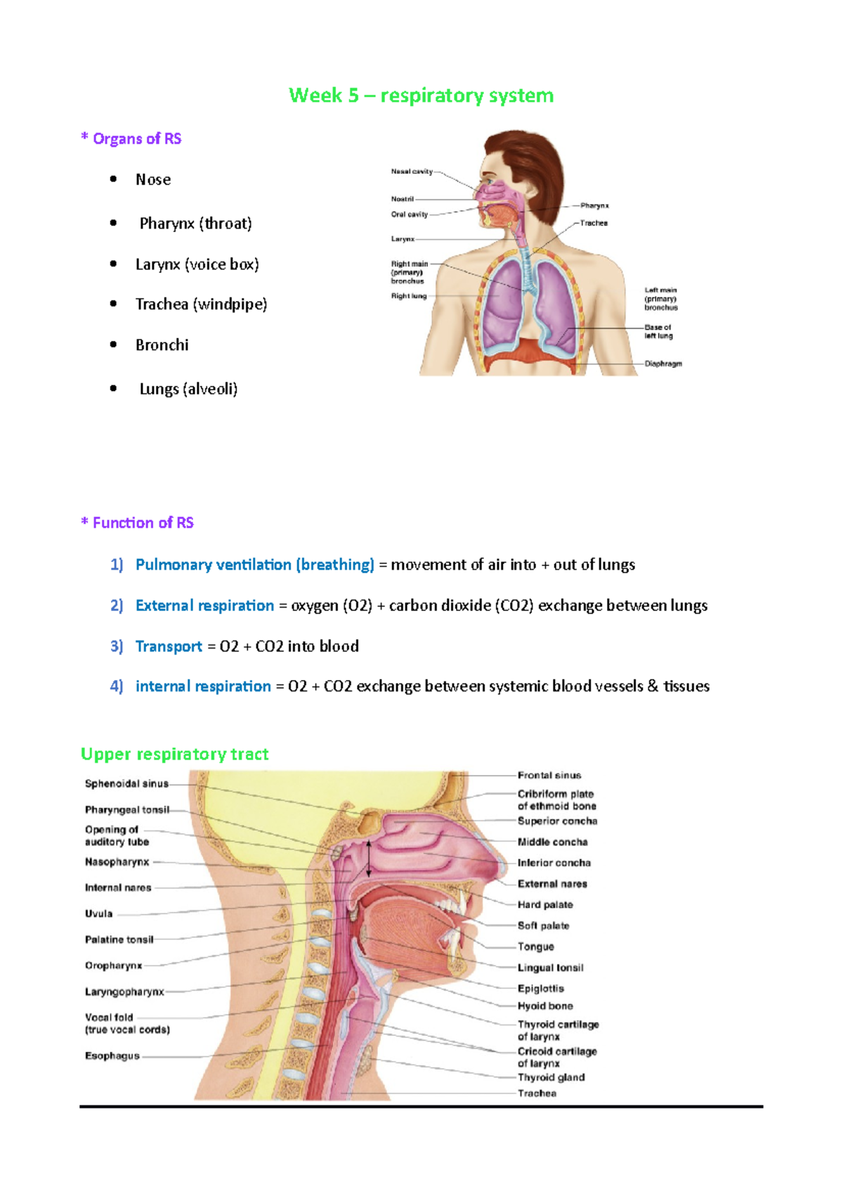 Week 5 – respiratory system - Week 5 – respiratory system *** Organs of ...