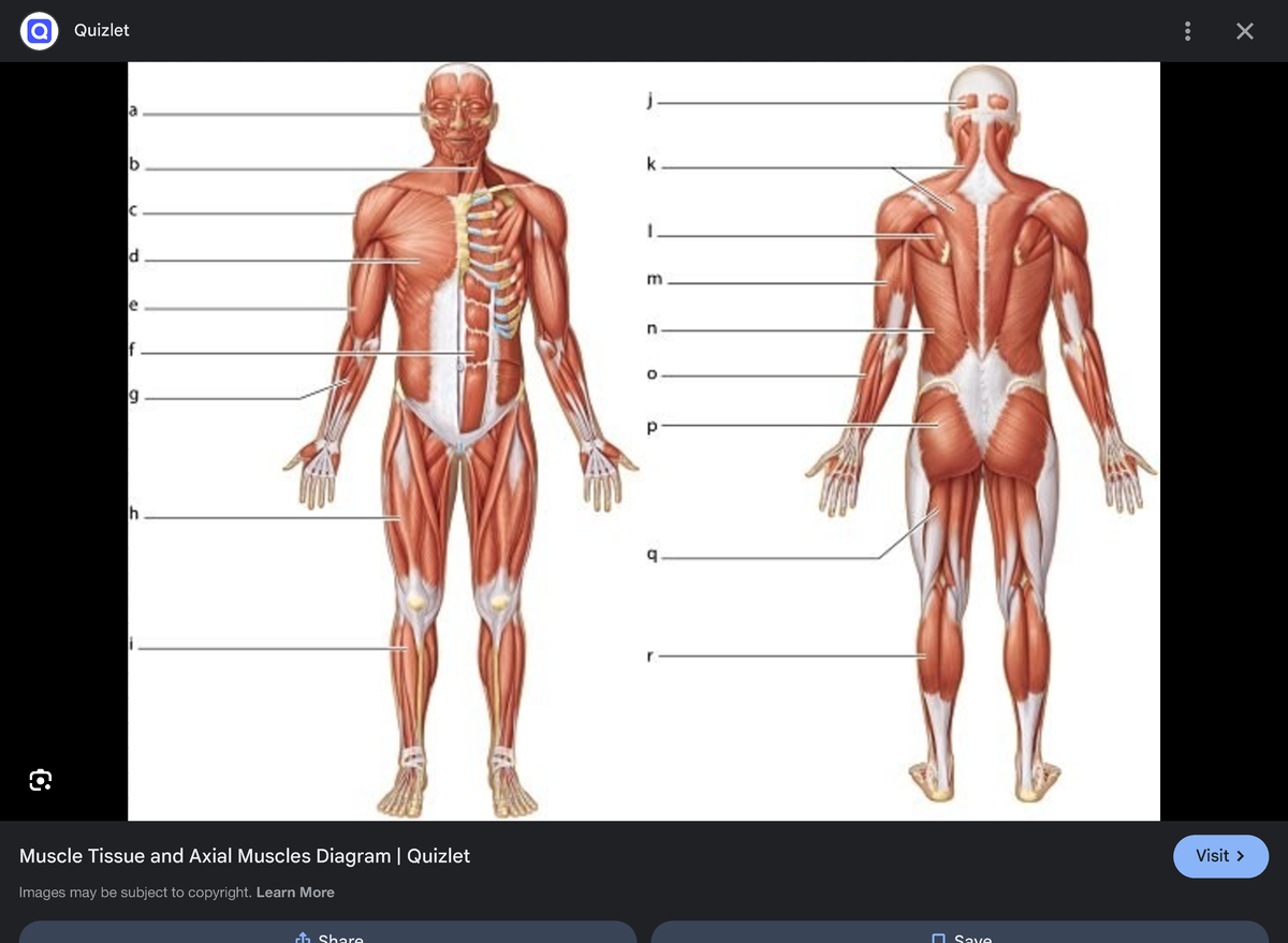 Google Image Result - PHS 4904 - Quizlet Muscle Tissue and Axial ...