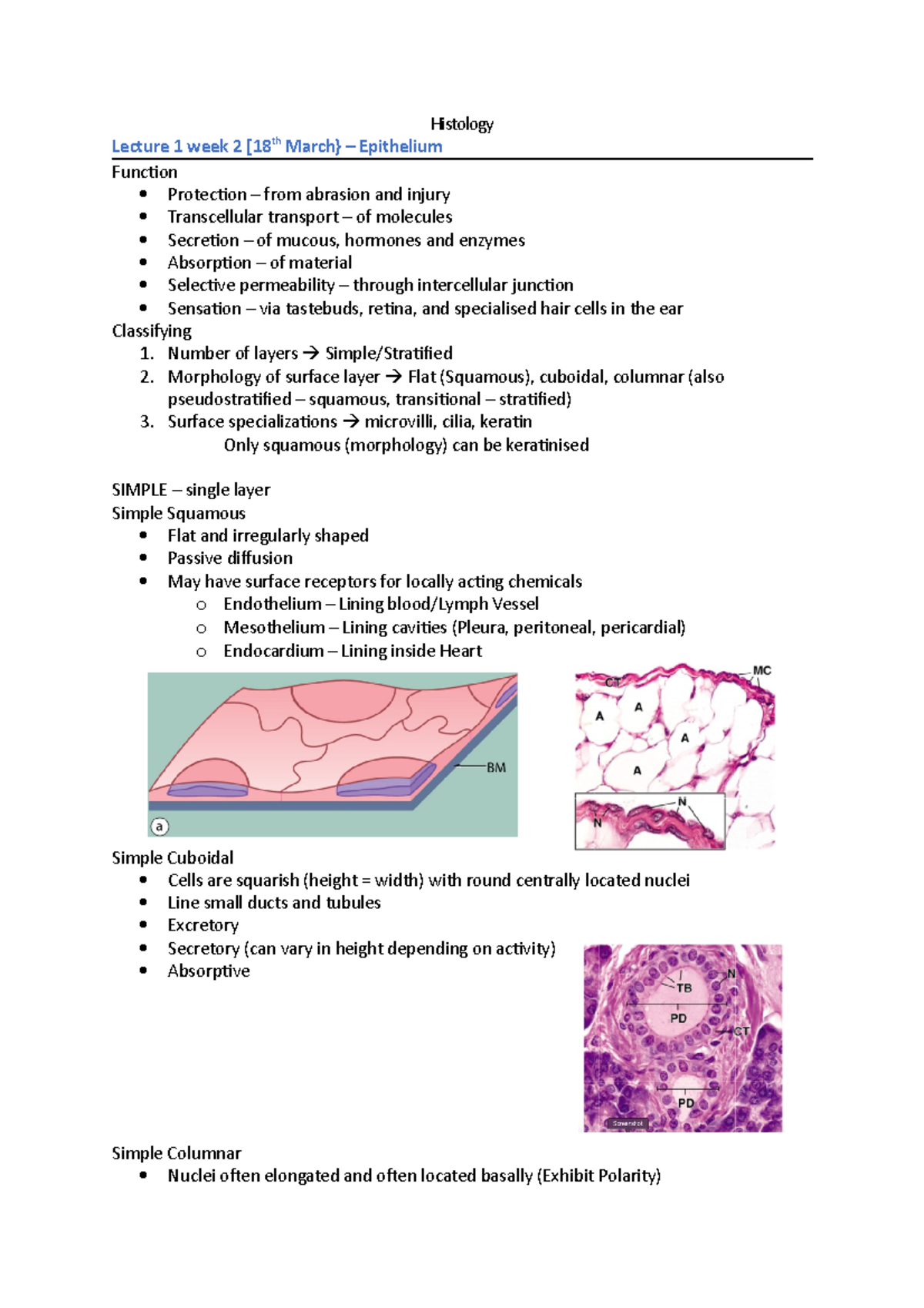 Lecture 1 - Epithelium Notes - Histology Lecture 1 week 2 [18 March ...