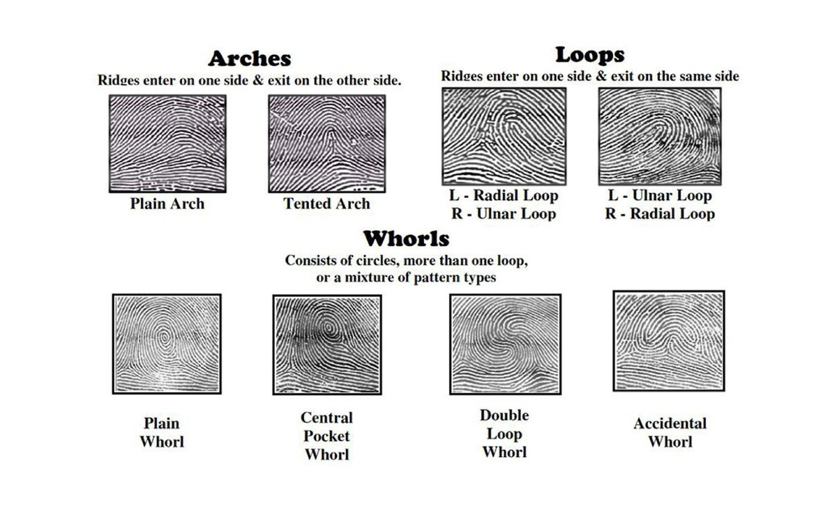 Types-of-fingerprints - Arches Loops Ridges enter on one side exit on ...