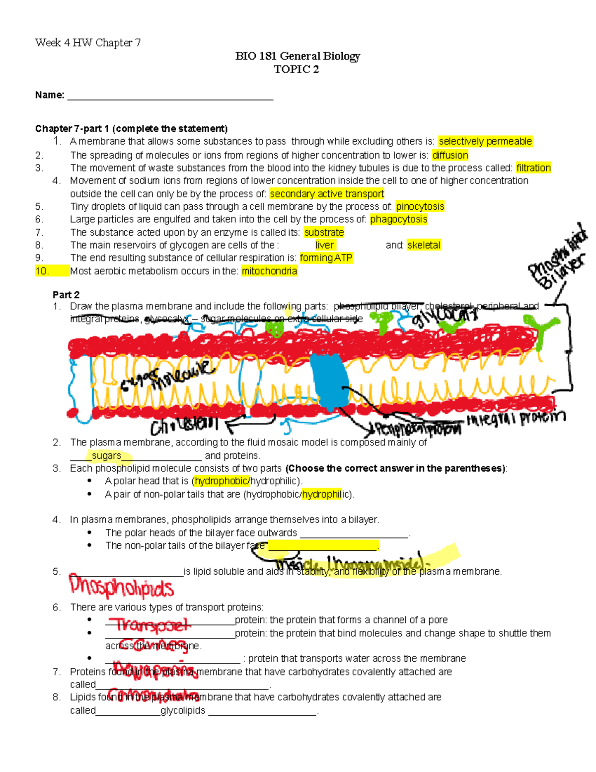 WEEK 4-HW- CH 7 Worksheet Copy - Week 4 HW Chapter 7 BIO 181 General ...