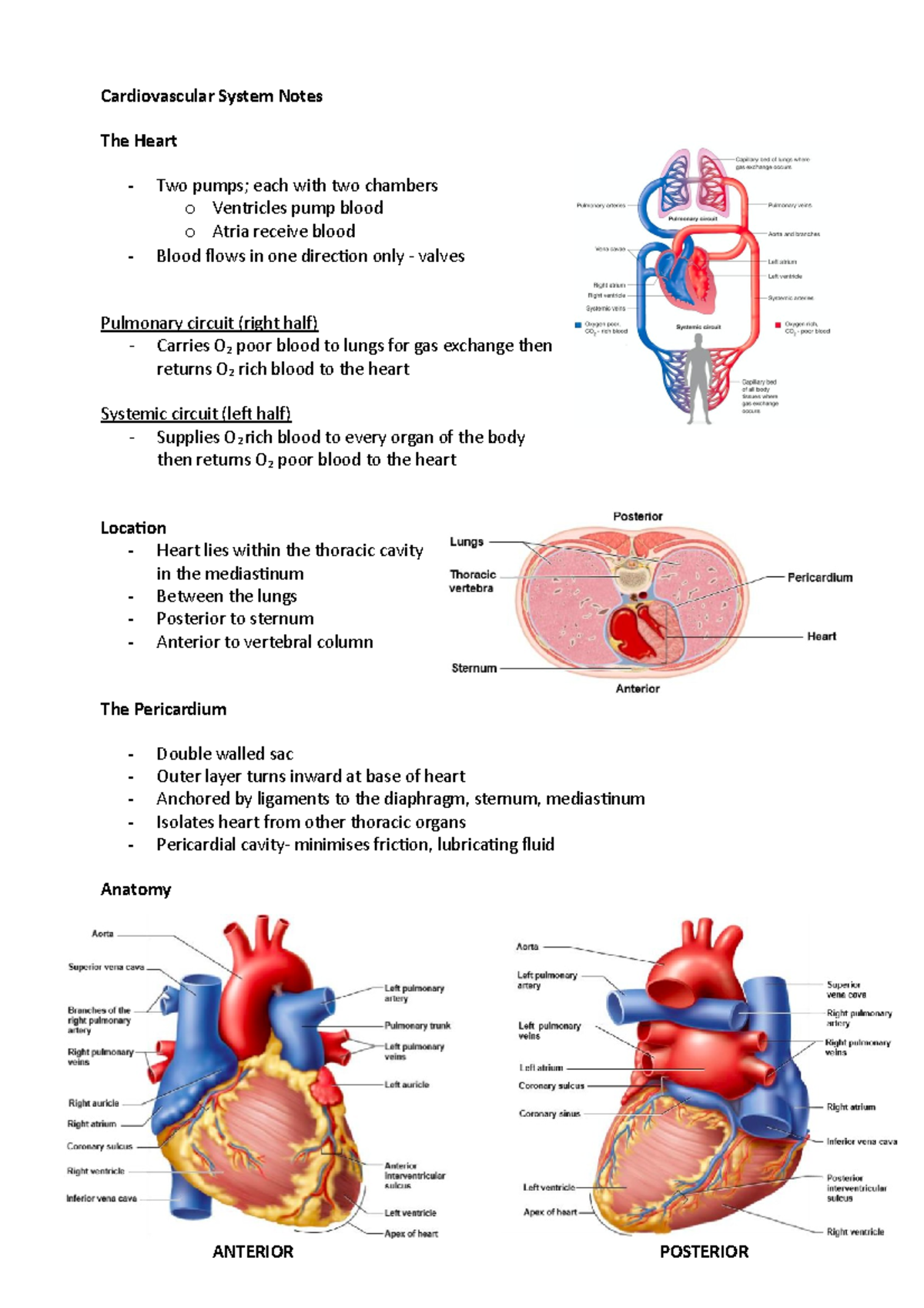 Cardiovascular System Lecture 1 Notes - Cardiovascular System Notes The ...