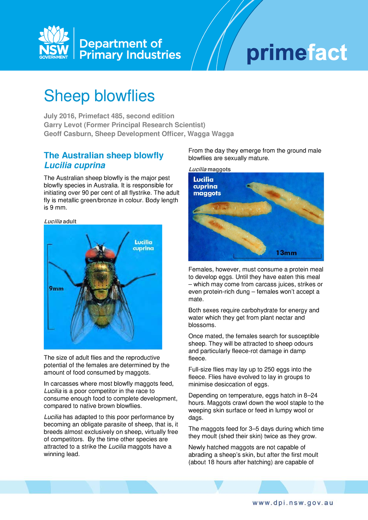 3 Sheep-blowflies - Sheep Med - Sheep Blowflies July 2016, Primefact ...