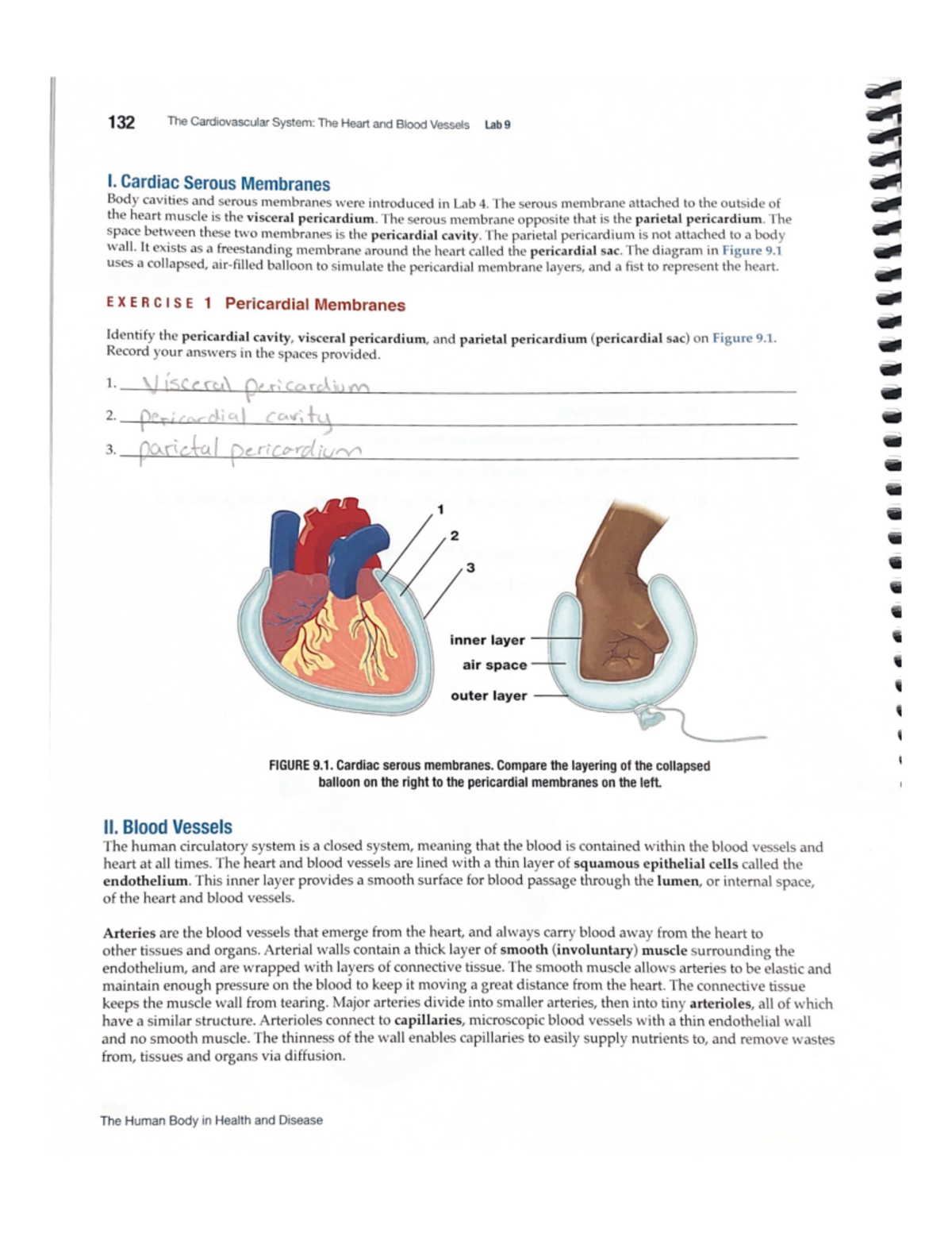 The Cardiovascular System Lab 9 BIO 123 Studocu