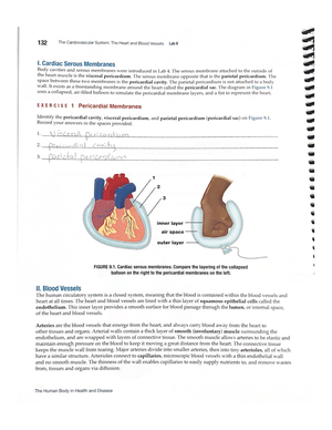 Lab 13 Urinary System - 196 The Urinary System Lab 13 The urinary ...