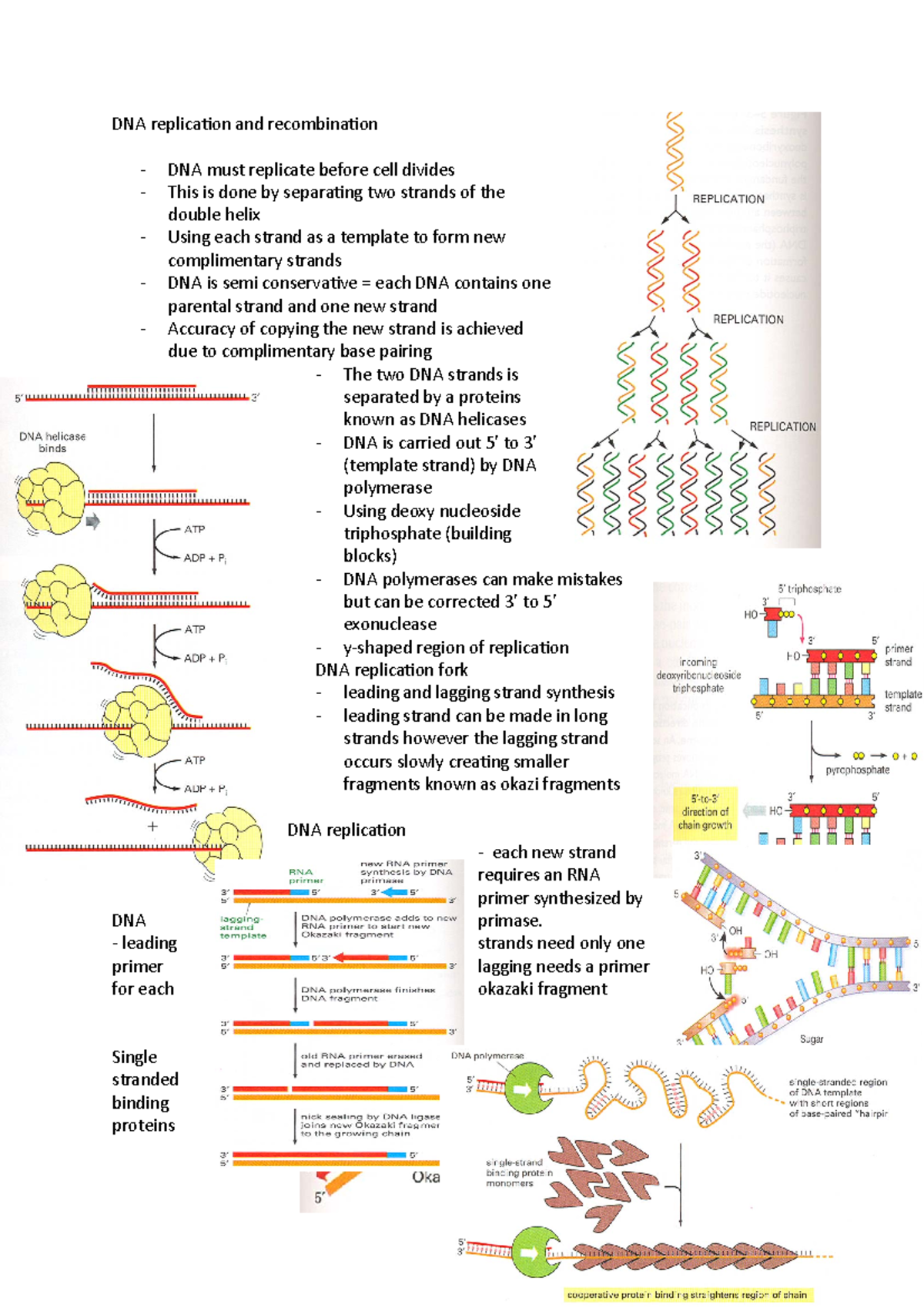 DNA replication and recombination - leading strands need only one ...