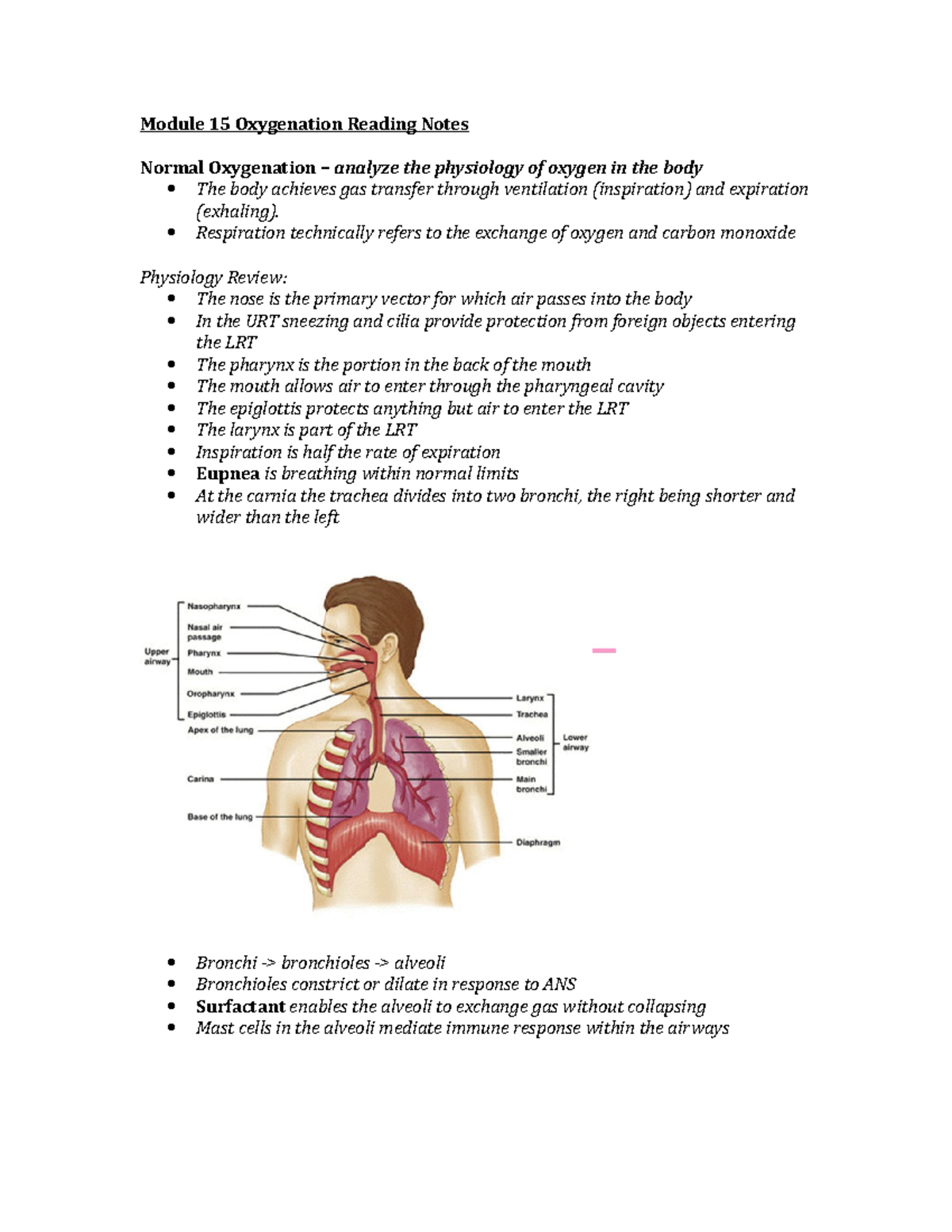 Module 15 Oxygenation Reading Notes - Respiration technically refers to ...