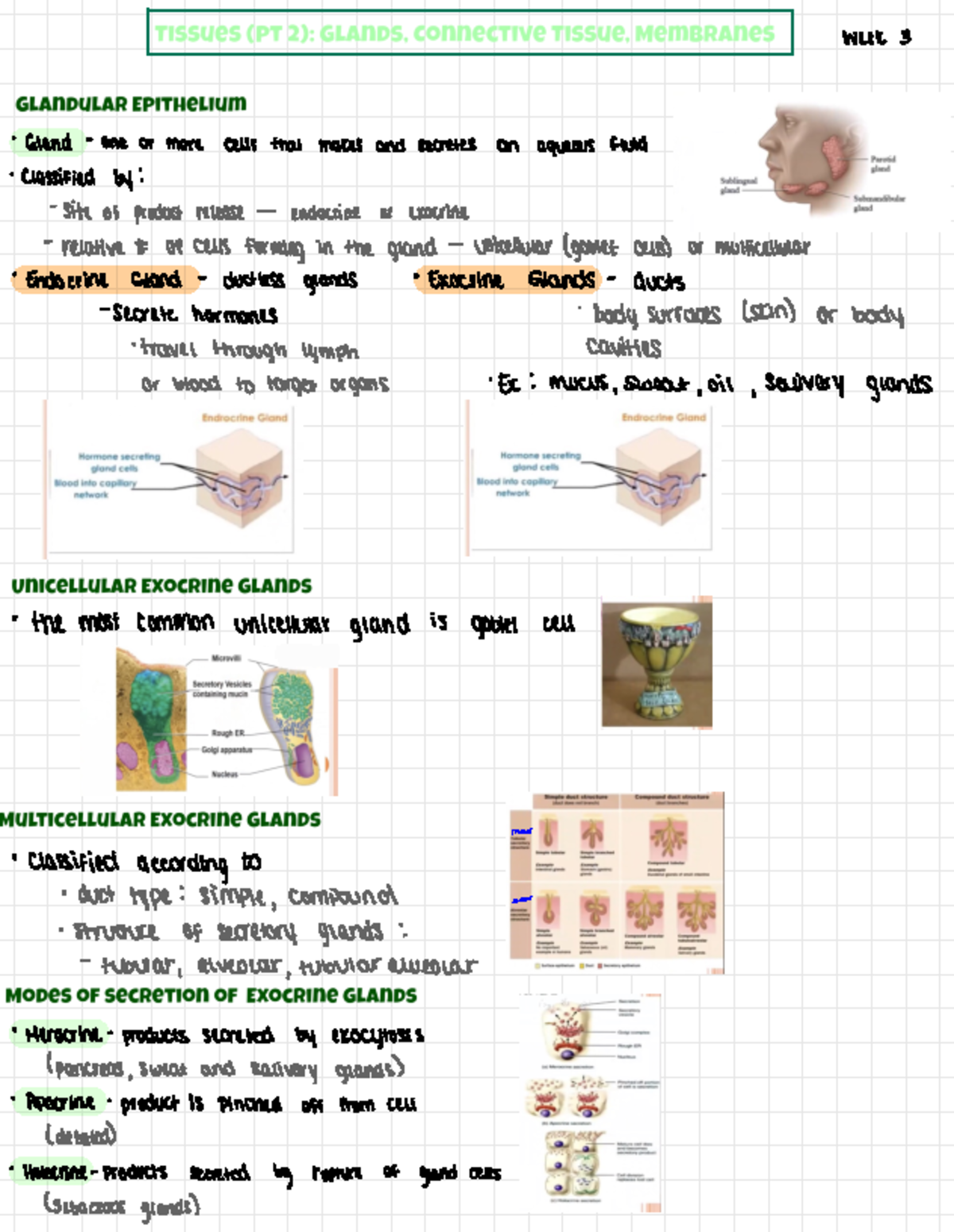 Tissues PT 2 - + week 3 ° Gland one or more cells that makes ...