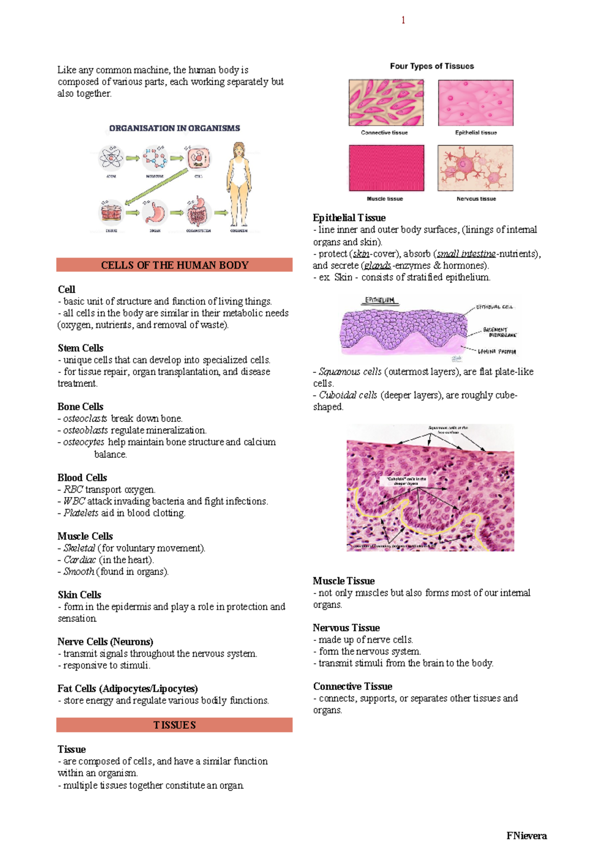 Anatomy and Physiology Transes - Like any common machine, the human ...