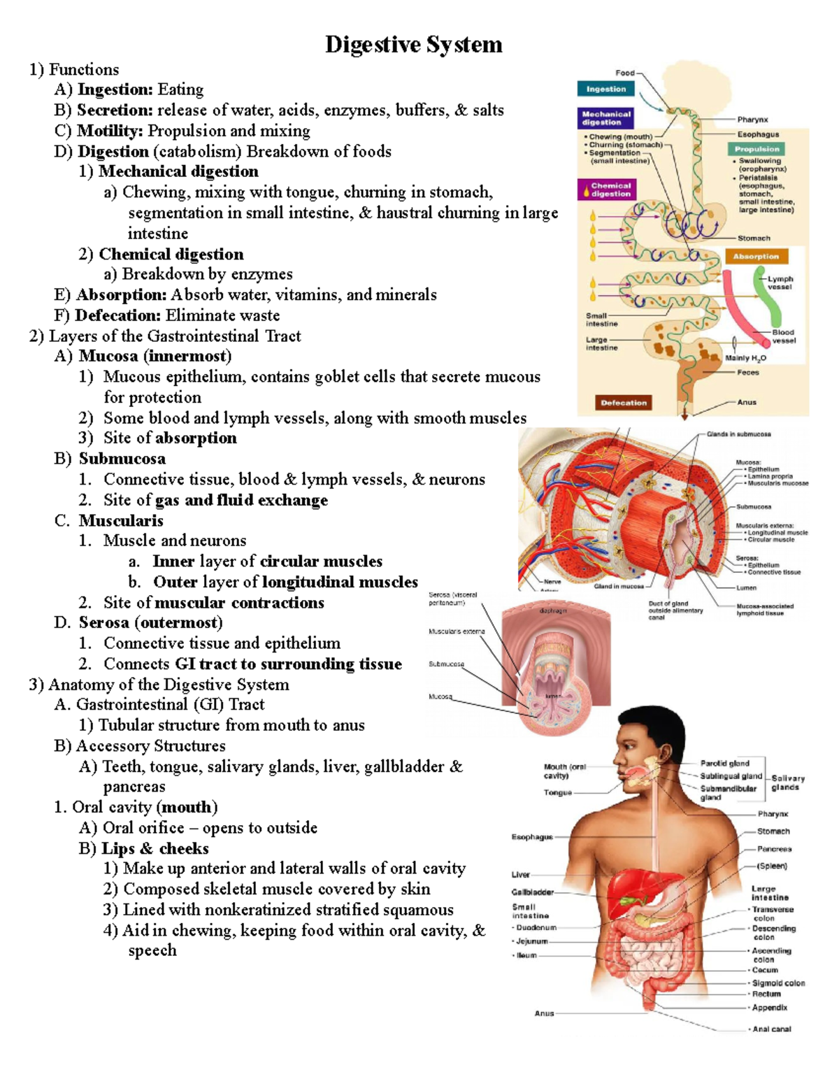 The Digestive System Functions