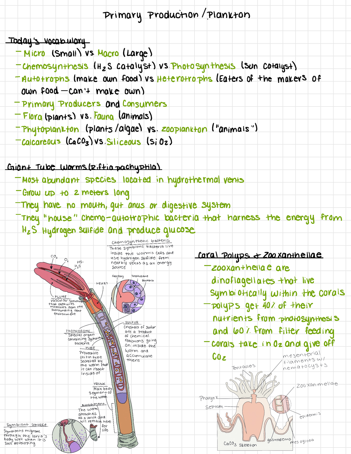 Intro To Oceanography Primary Production Plankton - Primary production ...