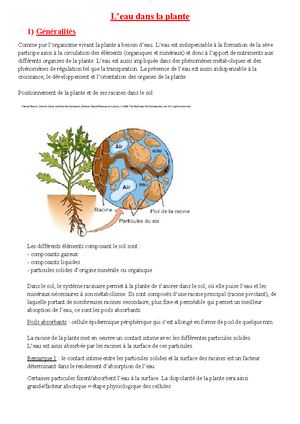 Biologie Du De Ì Veloppement 2021 Diapos 26-38 - Biologie Et ...