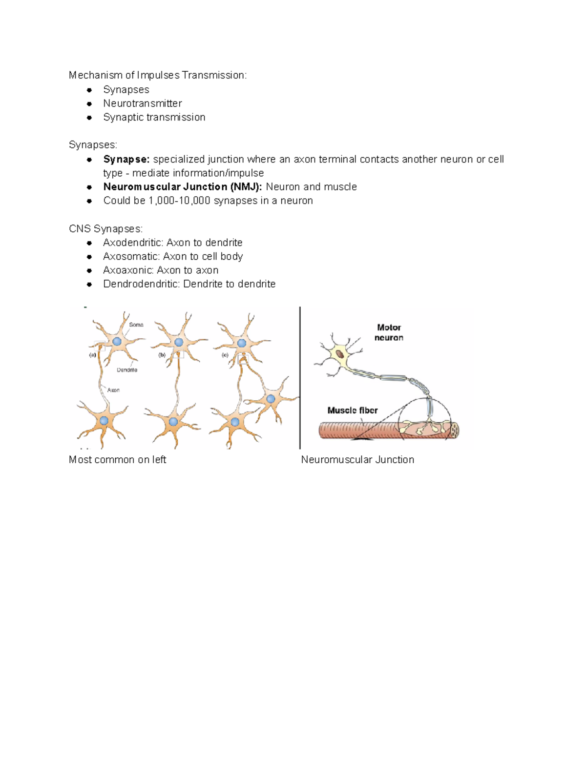 Synapses - Chapter 4 - Dr. Mishra - Mechanism of Impulses Transmission ...