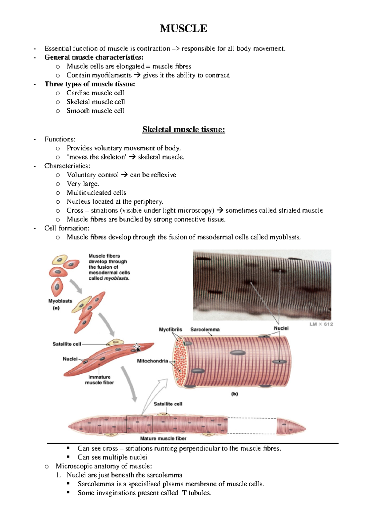 91500 Histology lecture 3: Muscle notes - MUSCLE - Essential function ...