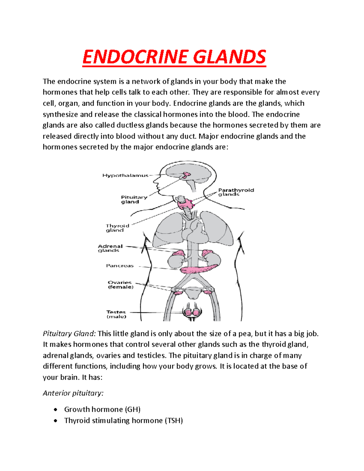 Endocrine Glands - ENDOCRINE GLANDS The endocrine system is a network ...