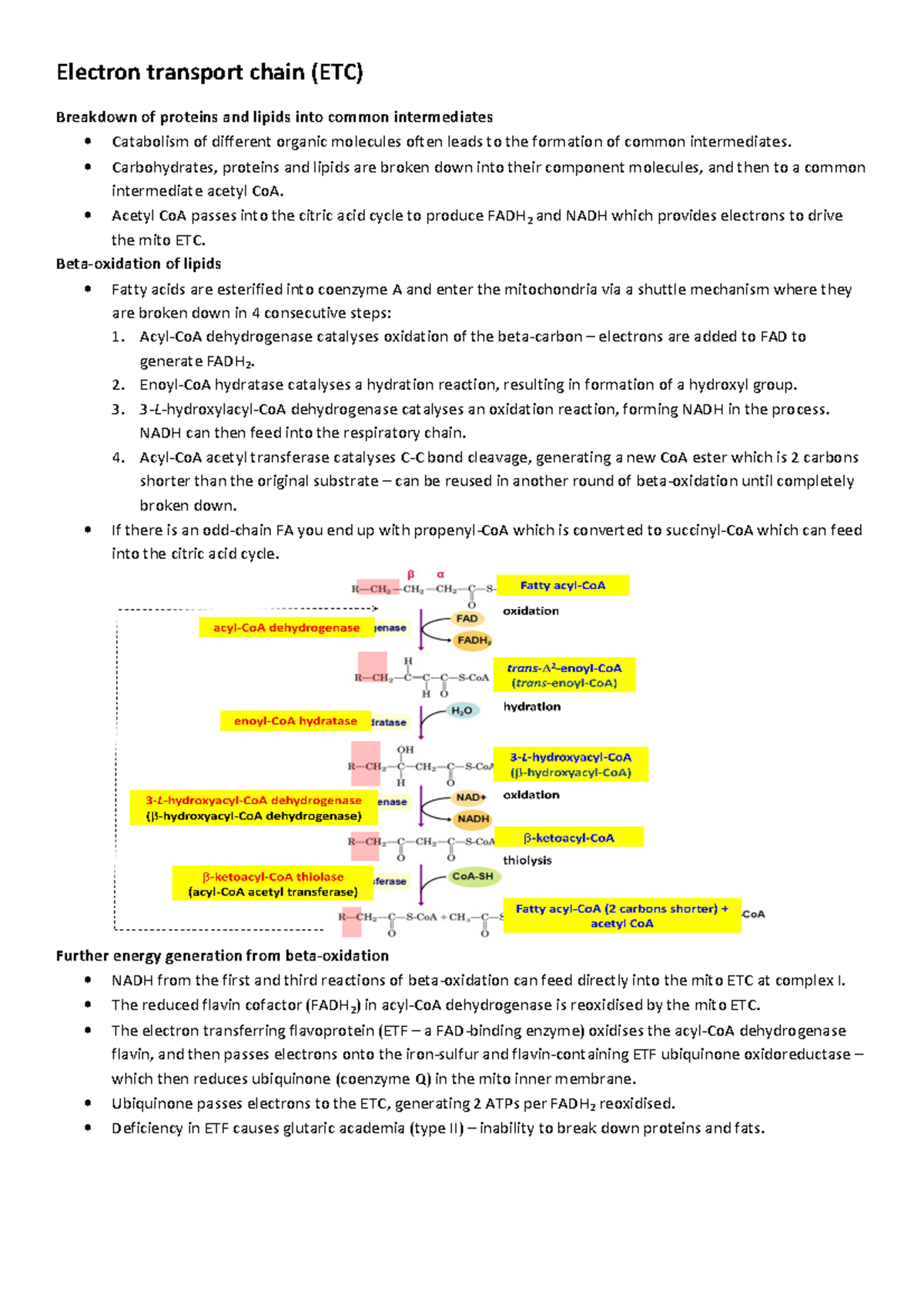 Detailed revision notes on the ETC - Electron Transport Chain (7 pages ...