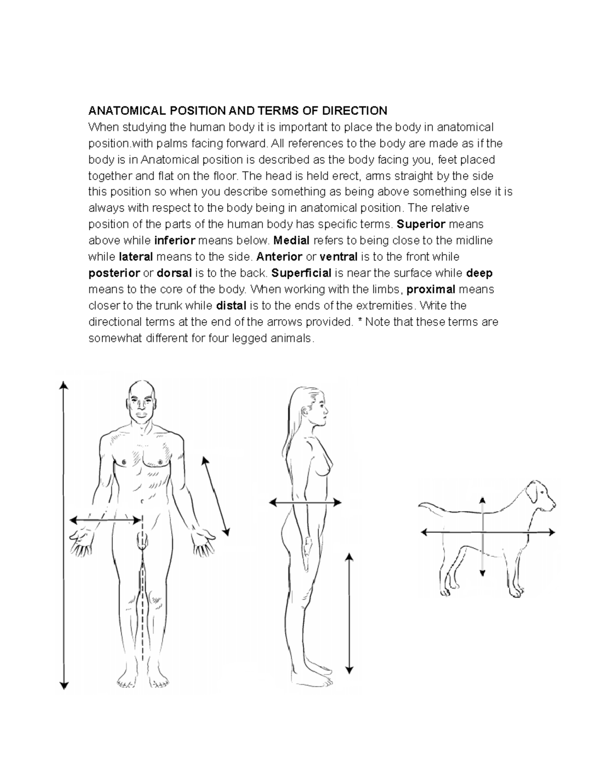 Anatomy an Introduction Coloring and Labeling - ANATOMICAL POSITION AND ...