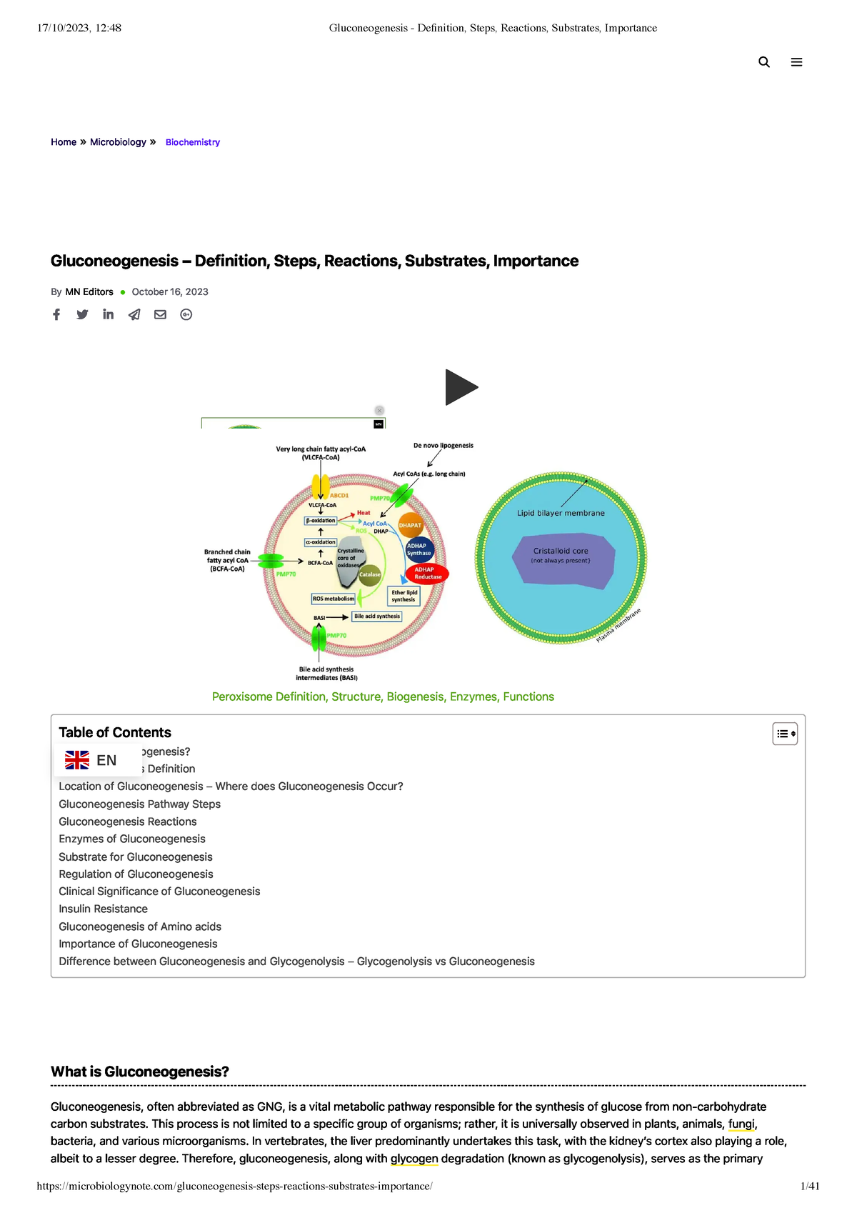 Gluconeogenesis Definition Steps Reactions Substrates Importance Home Microbiology