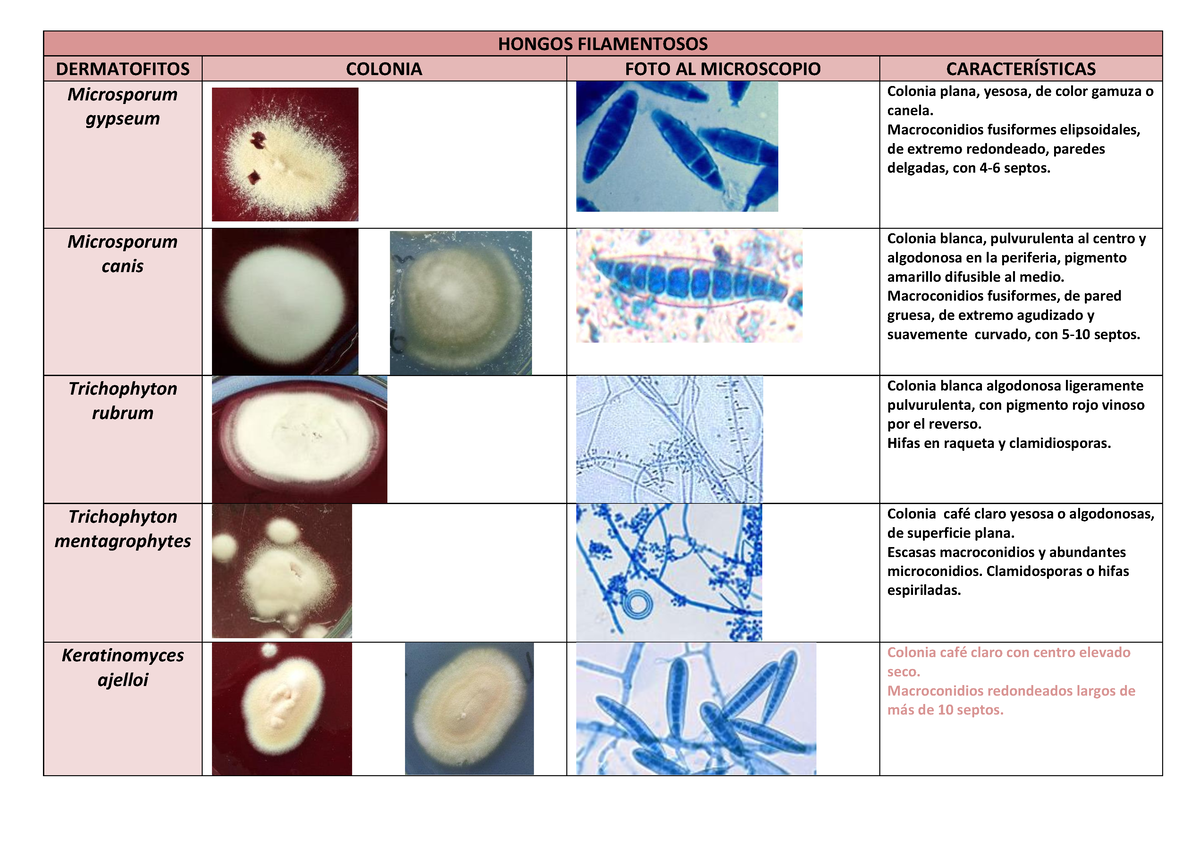 Atlas hongos del laboratorio - HONGOS FILAMENTOSOS DERMATOFITOS COLONIA ...