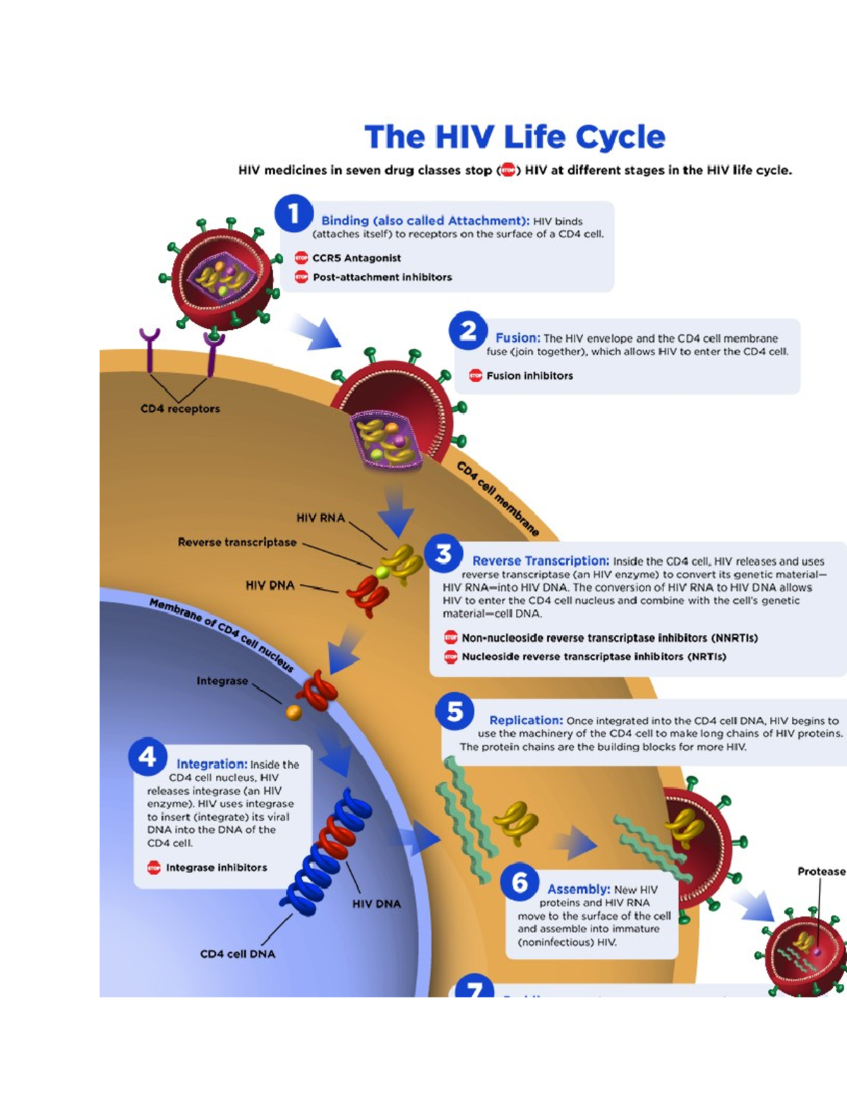 HIV Lifecycle with Pharm - 2401 - Studocu