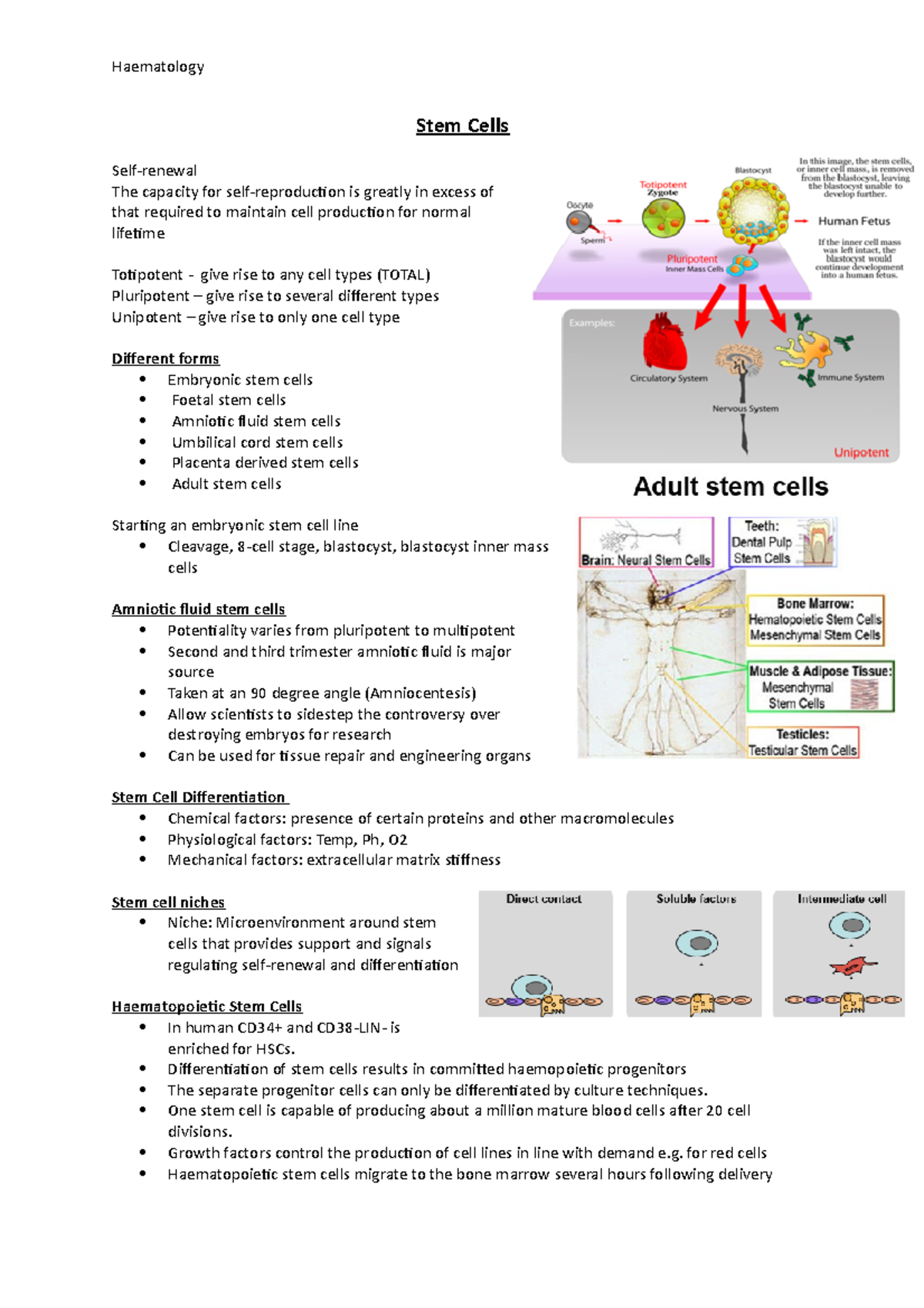 Stem Cells - Haematology Stem Cells Self-renewal The capacity for self ...