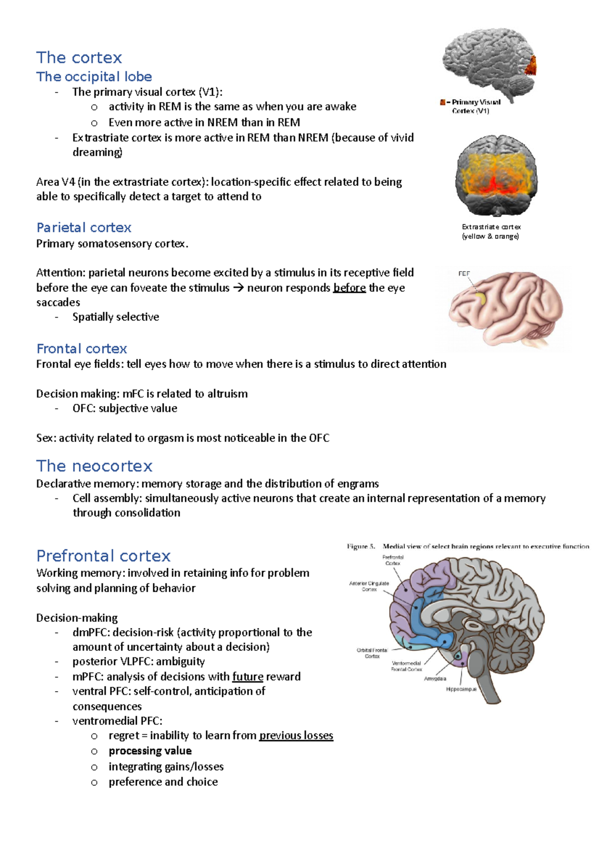 All the brain regions - The cortex The occipital lobe The primary ...