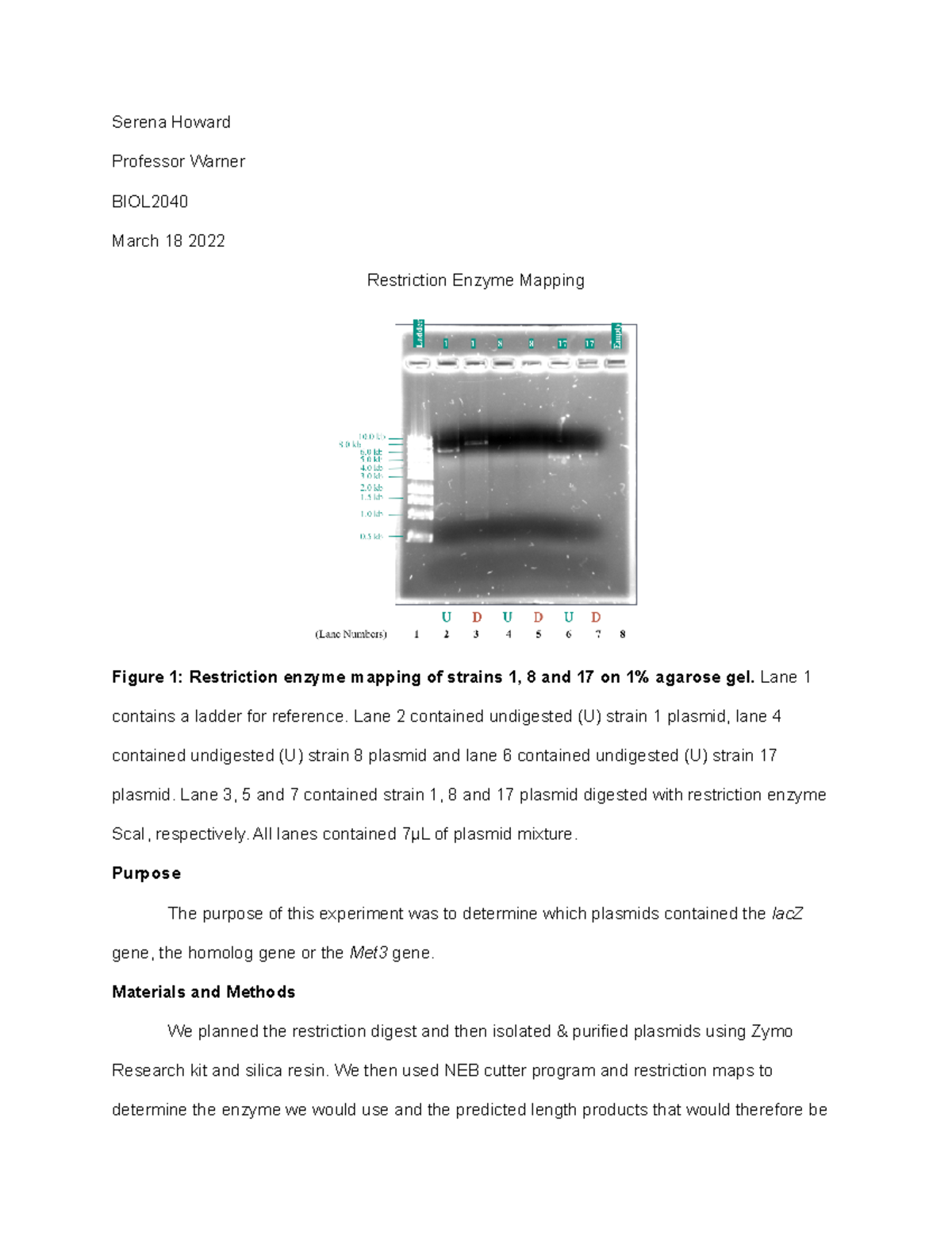 Restriction Enzyme Lab Report Serena Howard Professor Warner Biol March 18 2022 Restriction 2946