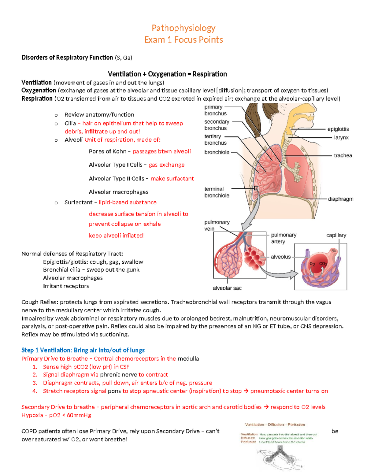 Patho Exam 1 Focus Points - Pathophysiology Exam 1 Focus Points ...