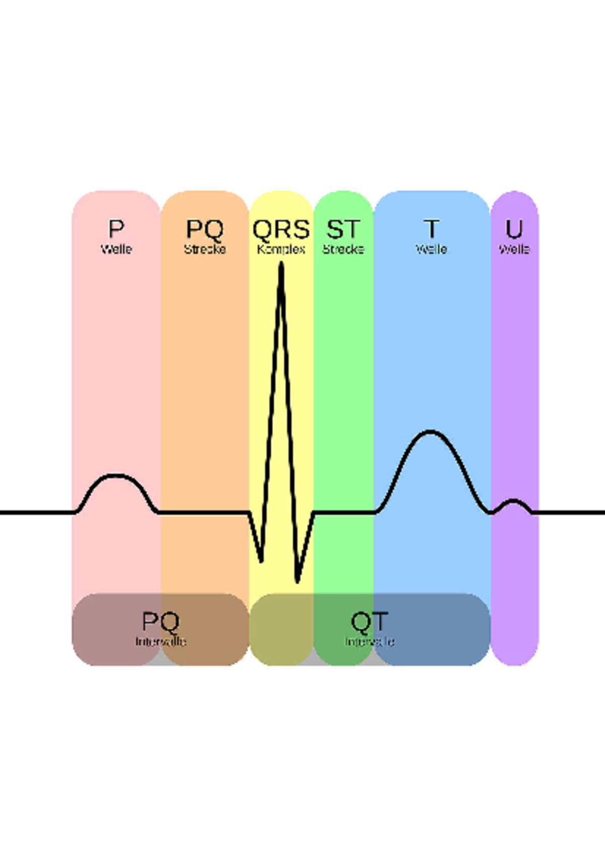EKG Complex de - Image of sinus rythm - NUR 240 - P PQ QRS ST T U Welle ...