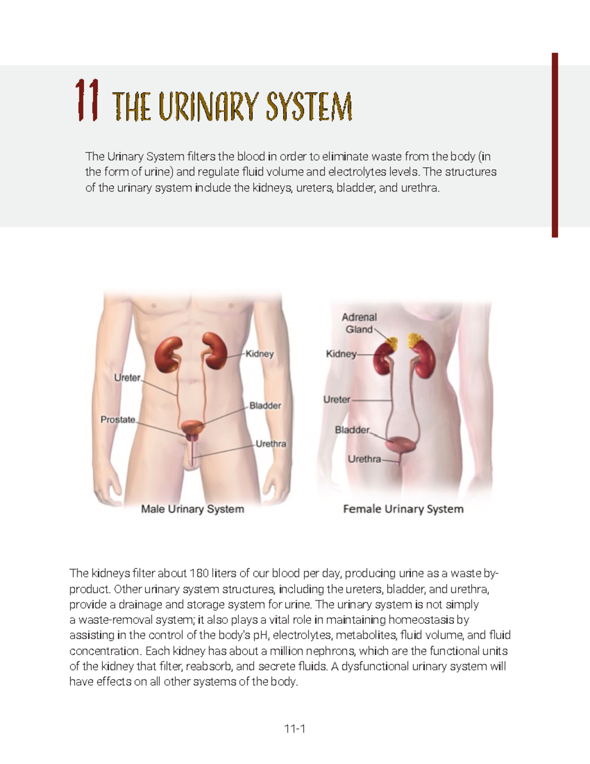 Unit 11 Lecture Notes 11 TThe Urinary systemhe Urinary system The