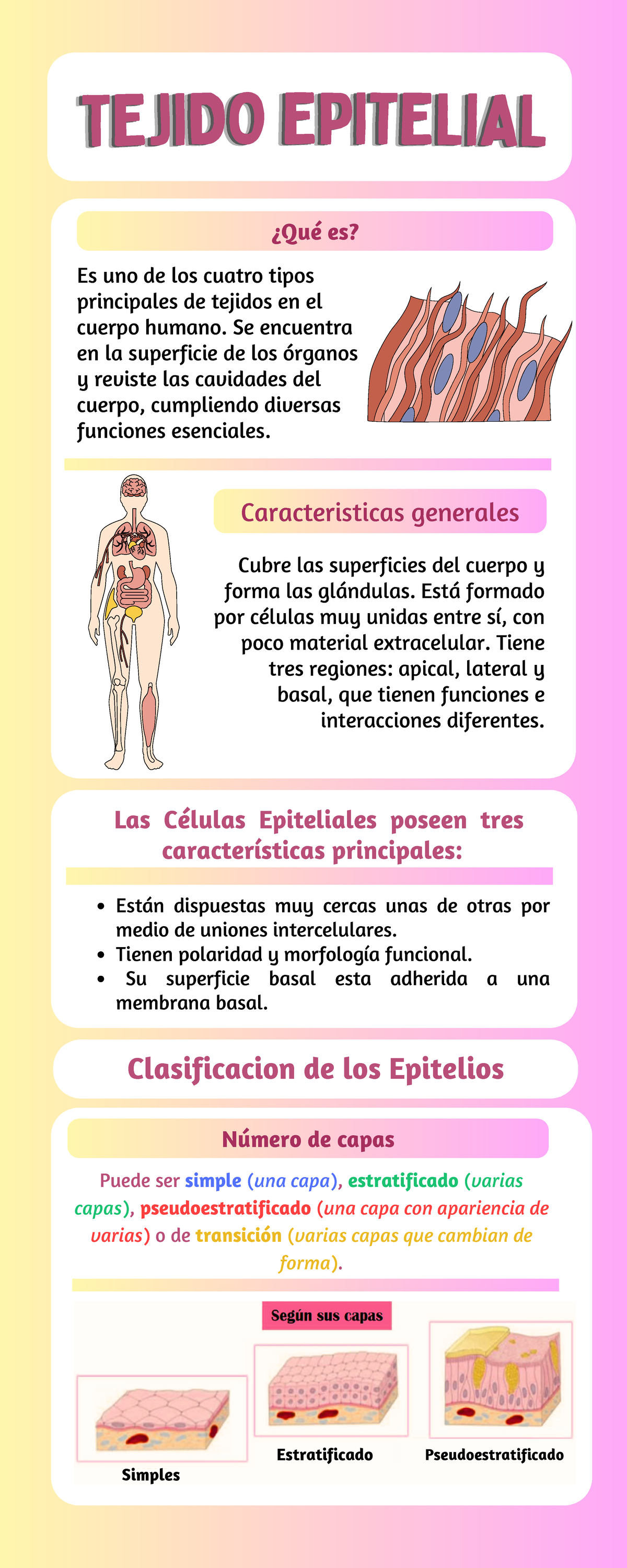 Tejido Epitelial ¿qué Es Caracteristicas Generales Clasificacion De Los Epitelios Número De 9532