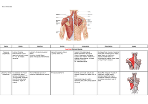 Exam 2 Lower Body Muscles Kn 253 Back Muscles Name Origin Insertion Action Innervation Description Superficial Extrinsic Muscles Trapezius Superficial Studocu