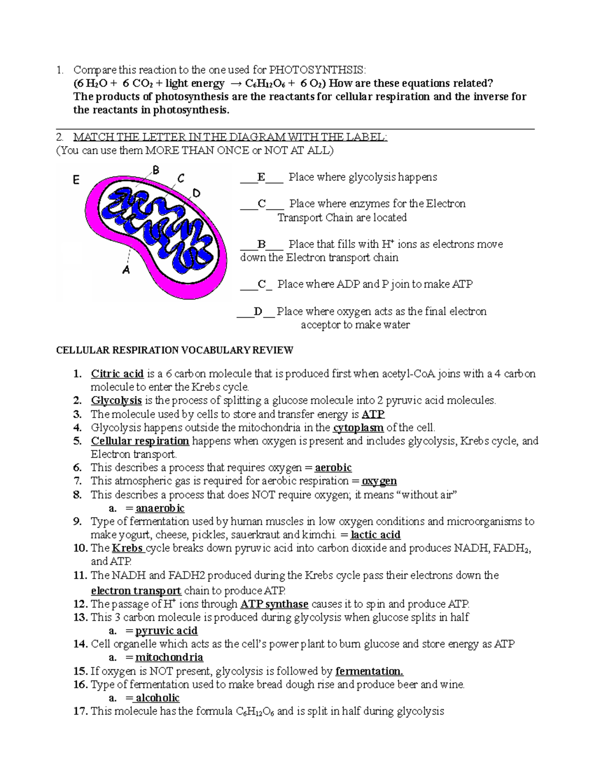 Cellular Respiration review worksheet KEY vufgte Compare this